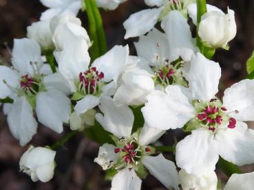 Pyrus calleryana Redspire