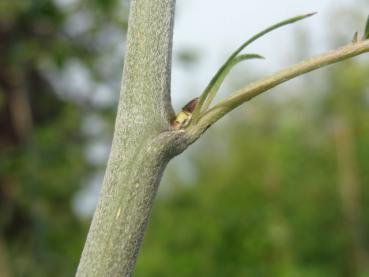 Der behaarte Trieb und die Blattknospe von Pyrus calleryana Redspire