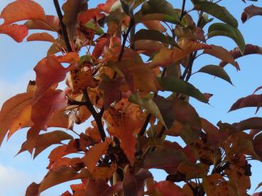 Orange-rotes Herbstlaub der Stadtbirne Redspire