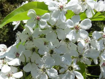 Reiche weiße Blüte der Stadtbirn Redspire