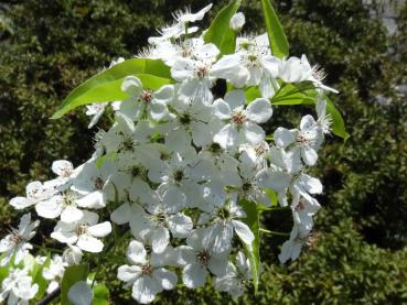 Ein weißblühender Kleinbaum: die Stadtbirne Redspire
