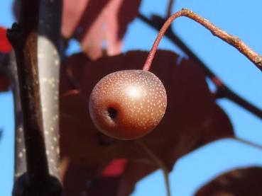 Pyrus calleryana Redspire