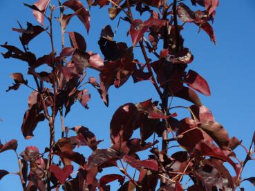 Pyrus calleryana Redspire