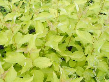 Gold-Hartriegel - Cornus alba Aurea