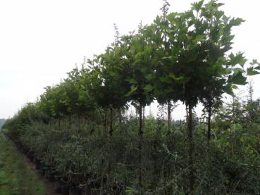 Platanus hispanica Alphens Globe in unserem Quartier