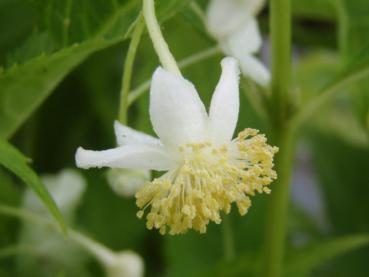 Schüsselhortensie - Platycrater arguta