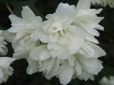 Gartenjasmin Virginal - Philadelphus Virginal