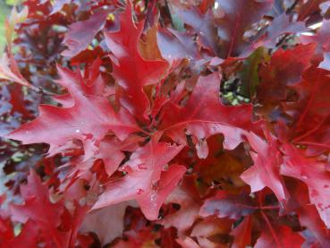 Kugelsumpfeiche - Quercus palustris Green Dwarf