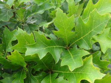 Quercus palustris Green Dwarf im Sommerkleid