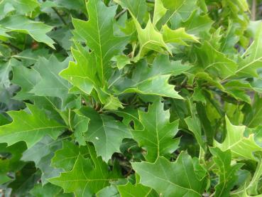 Sommerlaub von Quercus palustris Green Dwarf