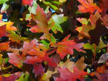 Quercus palustris Green Dwarf