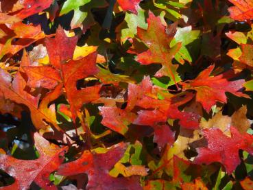 Quercus palustris Green Dwarf