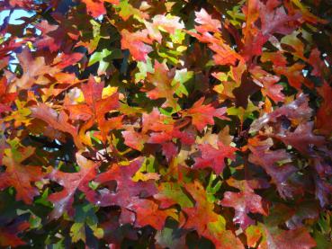 Quercus palustris Green Dwarf