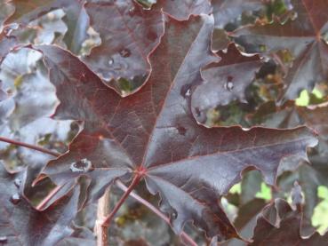 Blutahorn Royal Red - Acer platanoides Royal Red