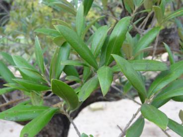 Olea europaea - Ölbaum, Olive