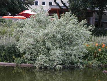 Vitbrokig kornell - Cornus alba Elegantissima