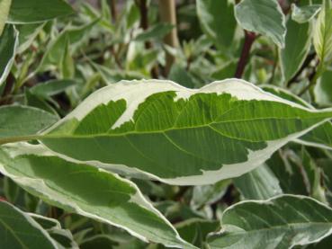 Weißbunter Hartriegel (Cornus alba Elegantissima)