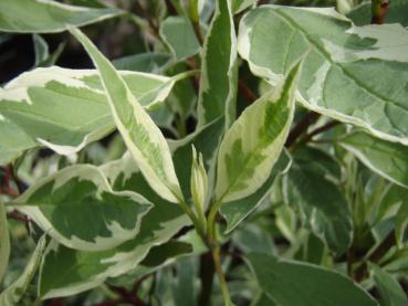 Weißbunter Hartriegel (Cornus alba Elegantissima)