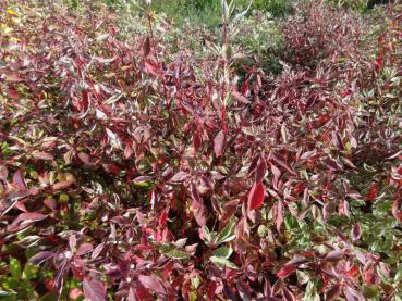 Herbstlaub: Weißbunter Hartriegel (Cornus alba Elegantissima)