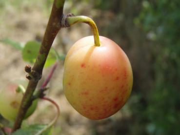 Typische Frucht einer Kreeke