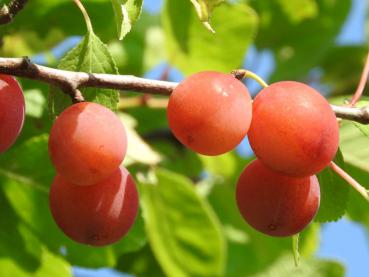 Prunus domestica ssp. acuticarpa