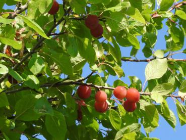 Prunus domestica ssp. acuticarpa