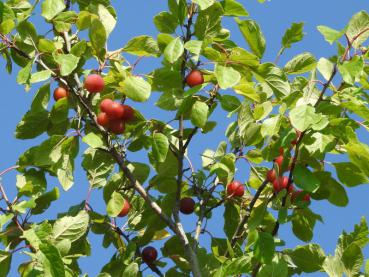 Prunus domestica ssp. acuticarpa