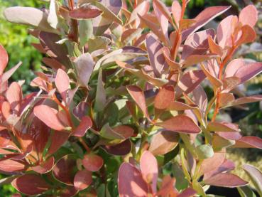 Rote Säulen-Berberitze - Berberis thunbergii Erecta Atropurpurea