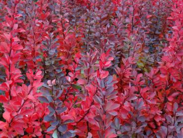 Die Rote Säulenberberitze bekommt im Oktober eine schöne Herbstfärbung
