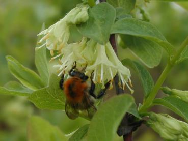 Auch als Bienennährgehölz interessant: Lonicera kamtschatica Blue Velvet