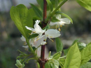 Die Blüte der Maibeere kann auch Minusgrade vertragen