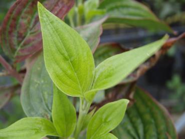 Großfrüchtige Kornelkirsche Vraca Kastel - Cornus mas Vraca Kastel