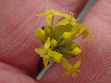 Die filigrane gelbe Blüte des Cornus mas Vraca Kastel