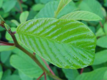 Purgier-Faulbaum - Rhamnus purshiana