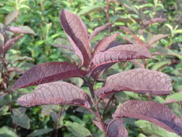 Traubenkirsche Colorata - Prunus padus Colorata