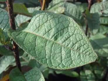 Prunus padus Coloratus: Das rote Blatt vergrünt langsam wieder