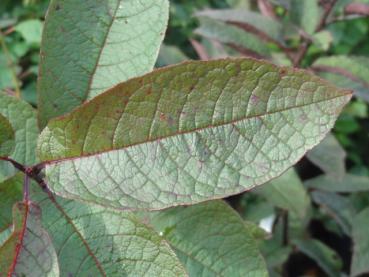 Ausgereiftes Blatt von Prunus padus Colorata
