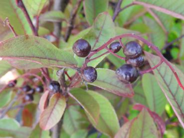 Schwarze Früchte der Traubenkirsche Colorata