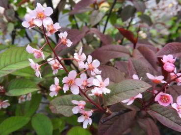 Rosablühende Traubenkirsche Colorata