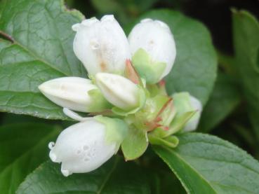 Kulturheidelbeere North Country - Vaccinium corymbosum North Country