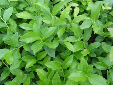 Gesundes Laub von Vaccinium corymbosum North Country