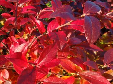 Die tolle Herbstfärbung der Kulturheidelbeere North Country