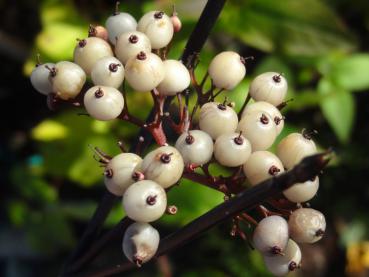 Schwarzrindiger Hartriegel - Cornus alba Kesselringii