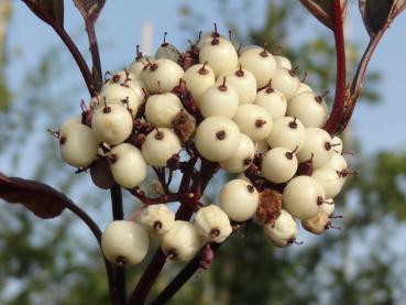 Cornus alba Kesselringii, der Schwarzrindige Hartriegel mit Beeren