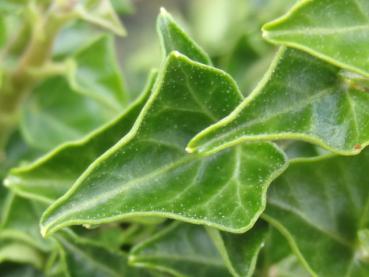 Hedera helix Erecta - Efeu, Zwerg-Efeu