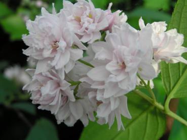 Deutzie Pride of Rochester - Deutzia scabra Pride of Rochester