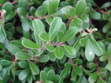 Bärentraube - Arctostaphylos uva-ursi