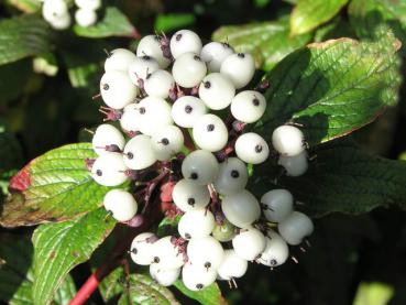 Cornus alba Siberian Pearls - Hartriegel Siberian Pearls