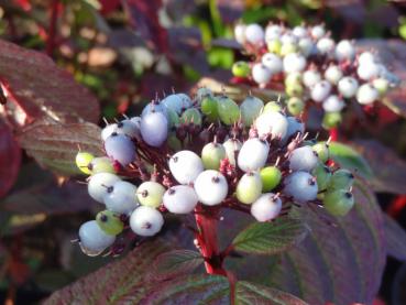 Cornus alba Siberian Pearls mit FRuchtschmuck