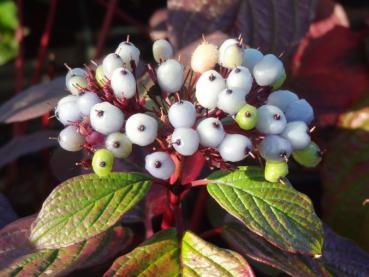 Die weißen Beeren von Cornus alba Siberian Pearls